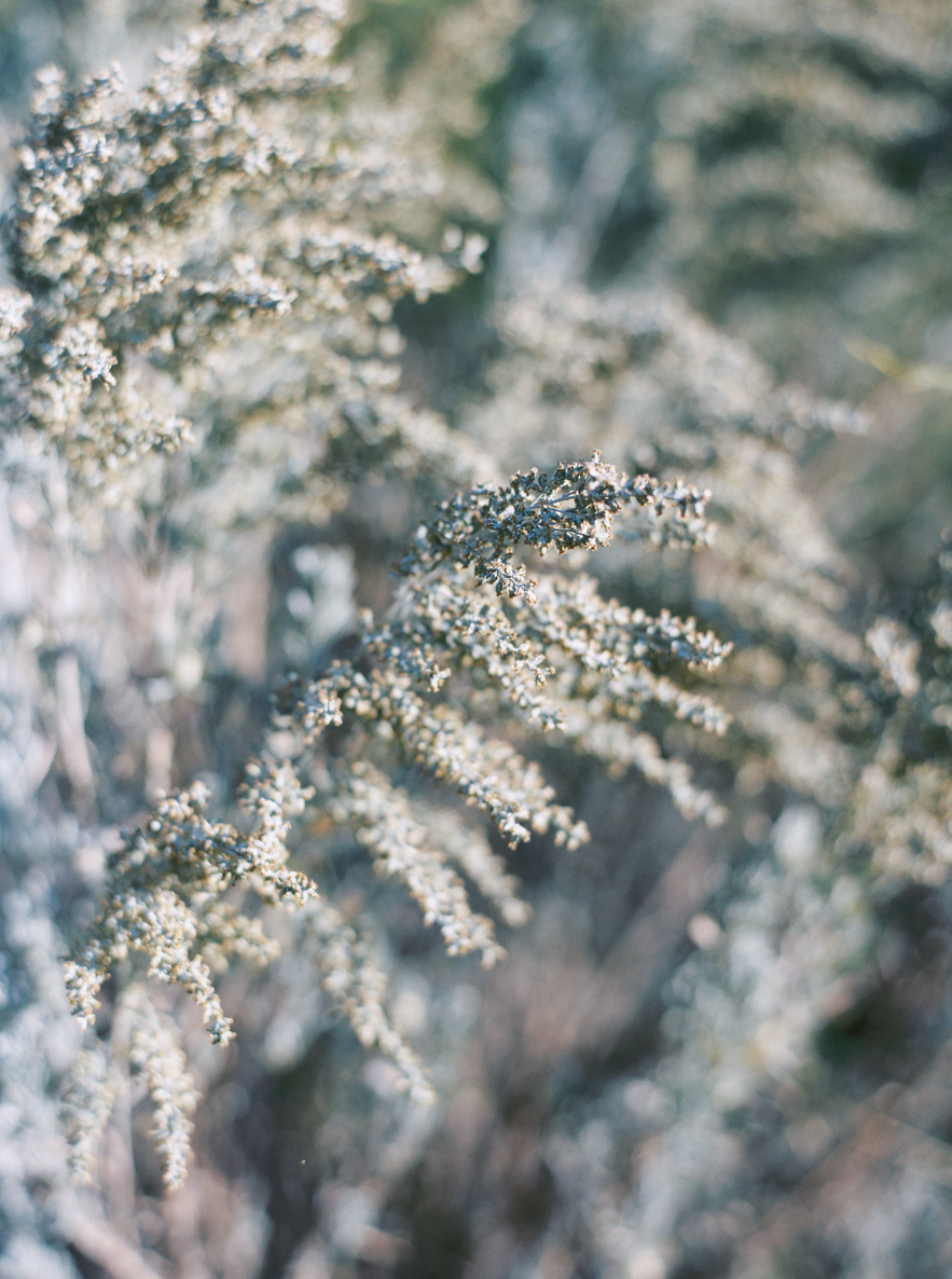 Shalynne Imaging -  Wind Couple