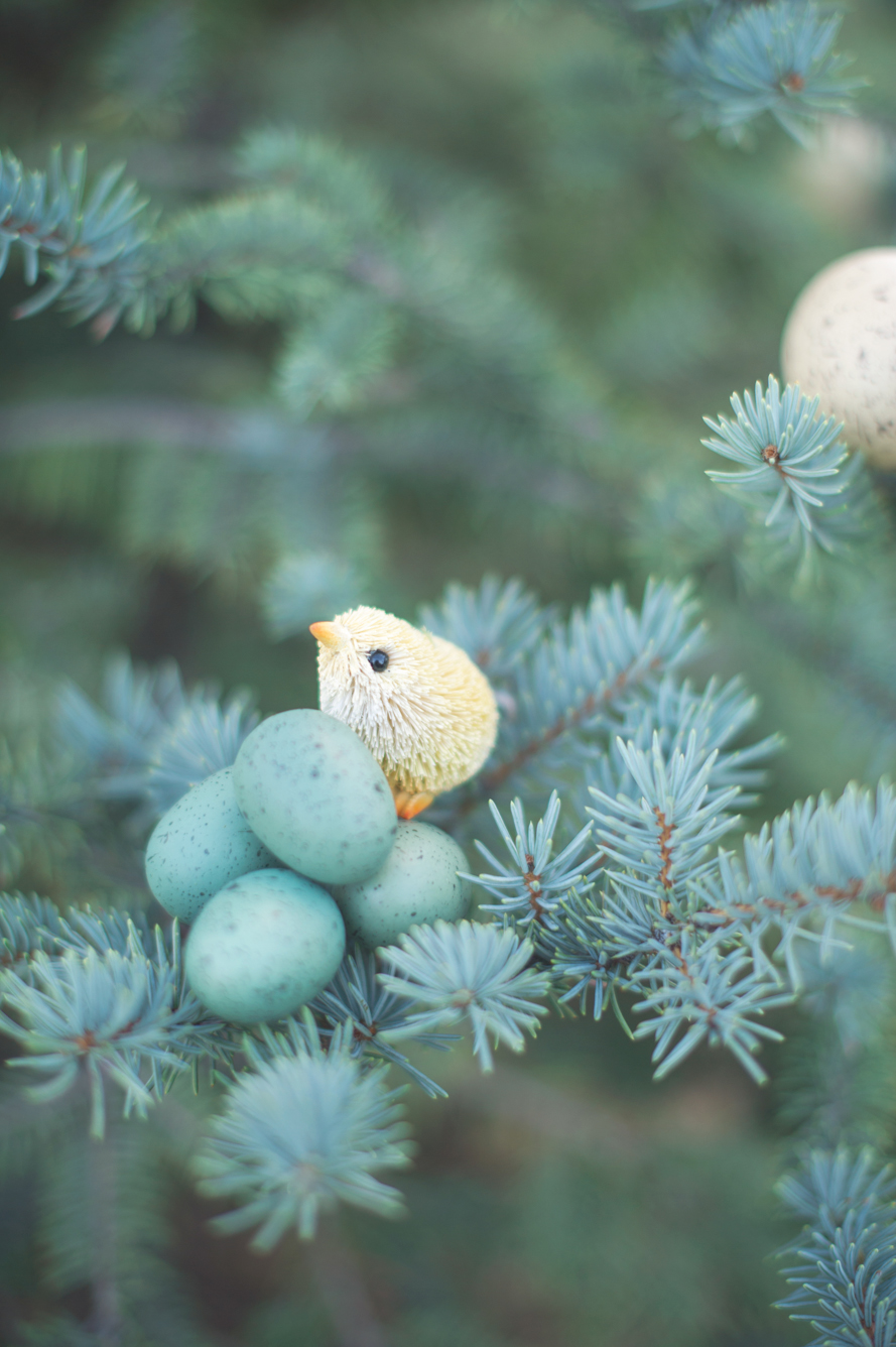 Shannon Von Eschen Photography