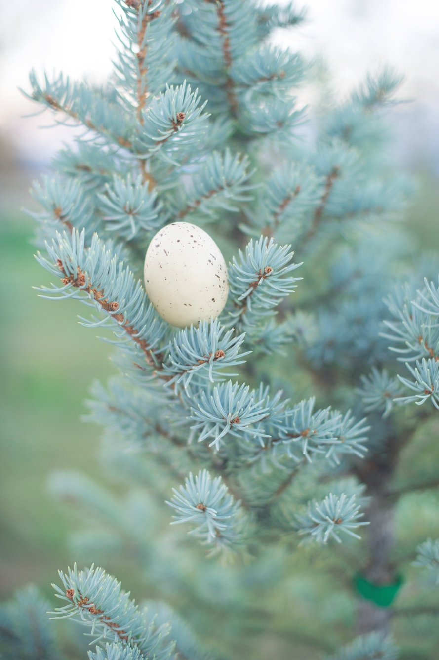 Shannon Von Eschen Photography