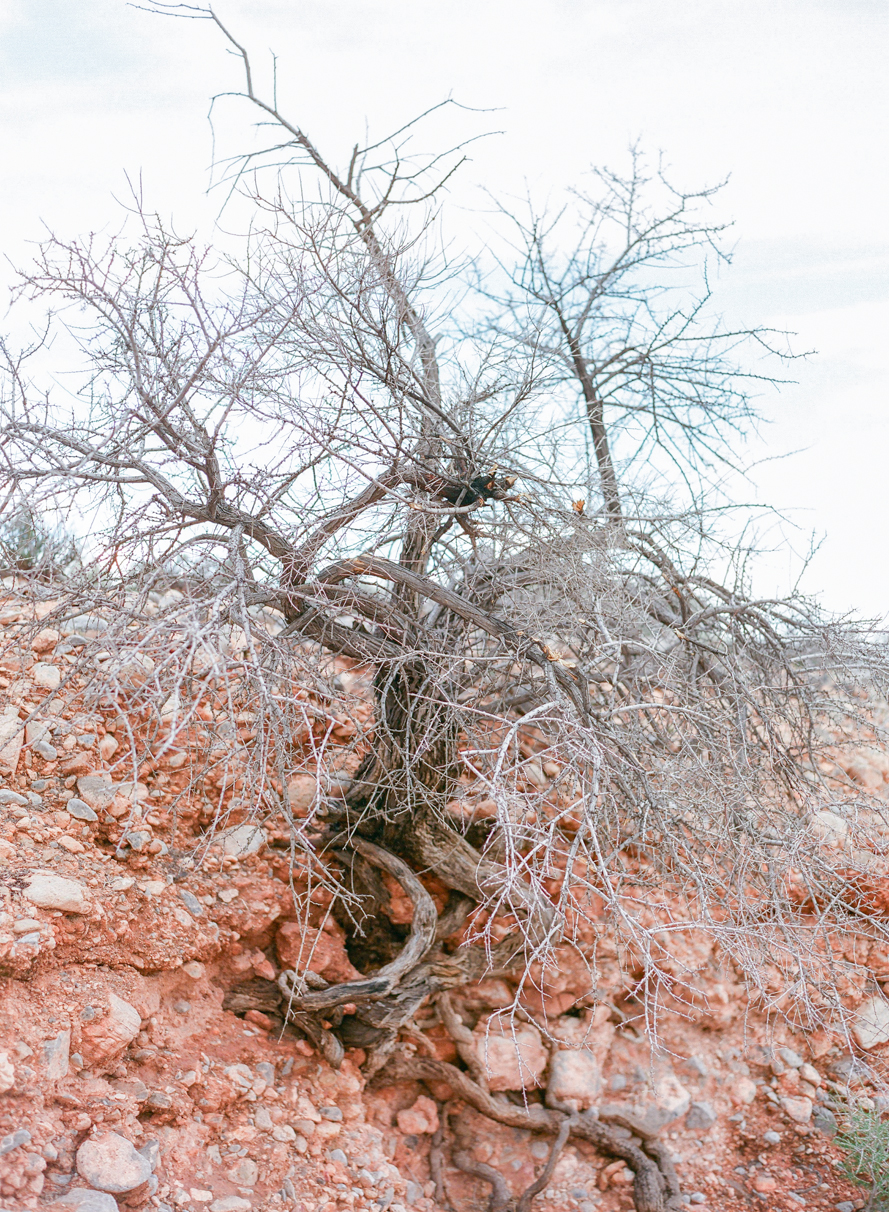 Shannon Von Eschen Photography